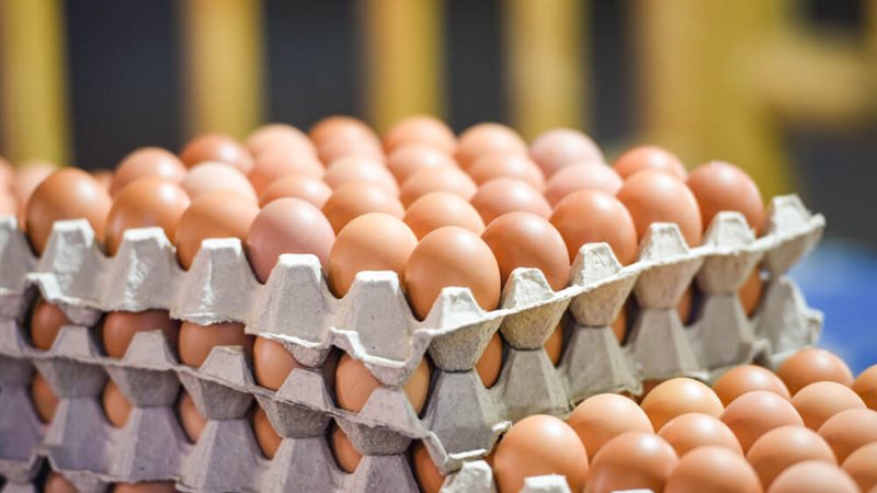 أسعار كرتونة البيض اليوم الجمعة.. "انخفاض ملحوظ للمستهلكين"