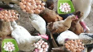 أسعار البيض اليوم 