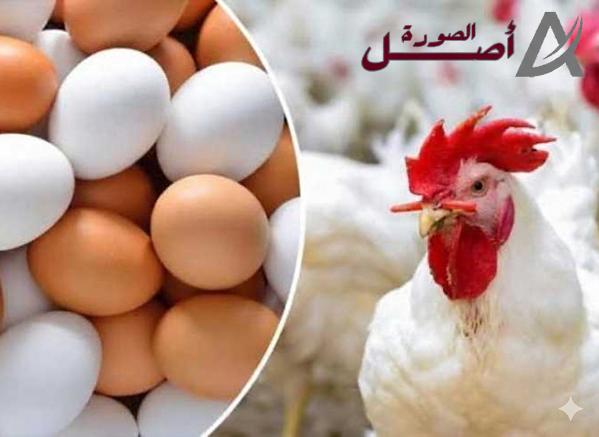 "زيادة غير متوقعة".. أسعار الدواجن والبيض اليوم 5 يناير 2026 في الاسواق