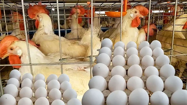 أسعار الفراخ البيضاء والدواجن والبيض