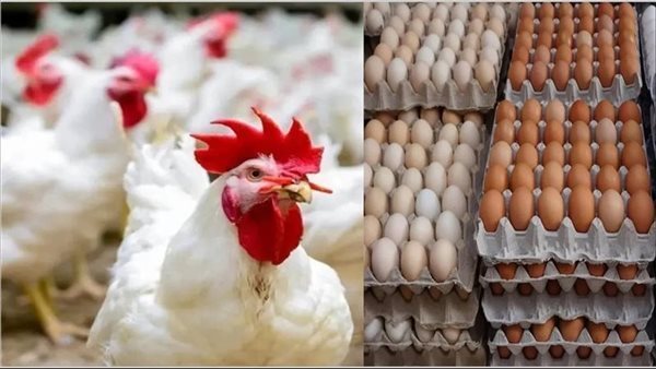 «بعد الزيادة».. أسعار الدواجن اليوم السبت 17 يناير 2026