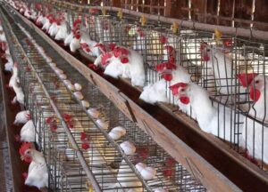 «بعد الزيادة».. أسعار الدواجن اليوم السبت 17 يناير 2026