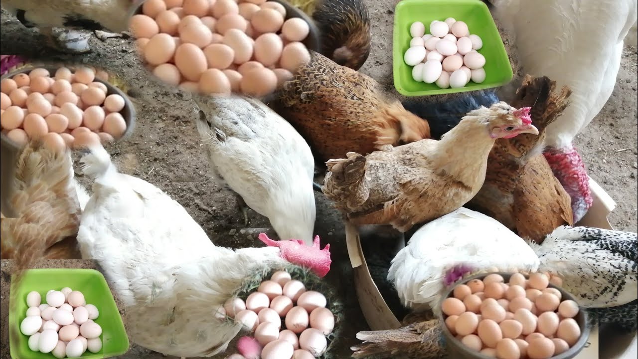 «بعد الزيادة».. أسعار الدواجن والبيض اليوم الأحد 25 يناير 2026