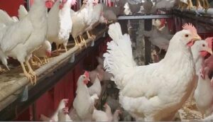 اسعار الدواجن اليوم