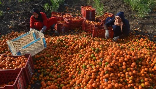 سلامة الغذاء