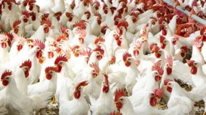 أسعار الفراخ اليوم الأحد 4/1/2026.. البيضاء والبلدي والساسو