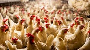 أسعار الدواجن اليوم الاثنين 12 يناير في الأسواق المصرية