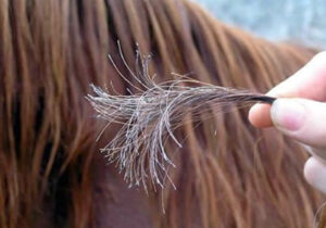 كيف تتجنبي تساقط الشعر: 5 أطعمة يومية تؤثر على صحة شعرك